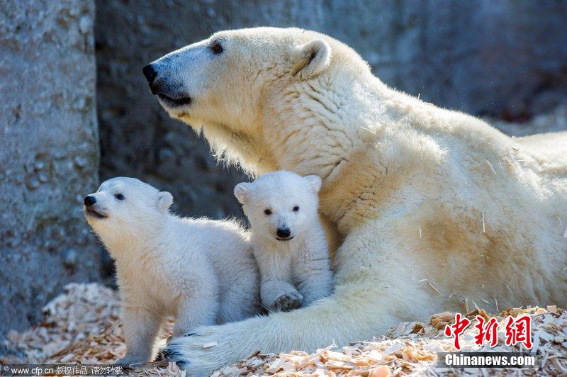 北极熊双胞胎宝宝随母散步