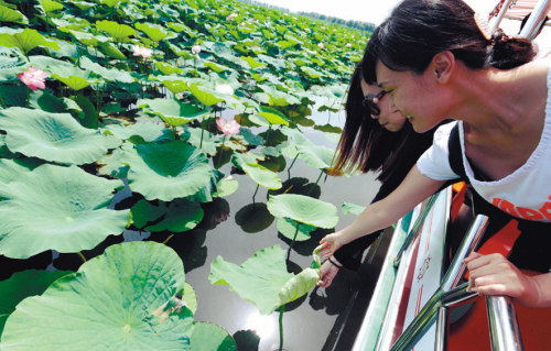 第11届荷花节开幕去新民赏“荷塘秋色”