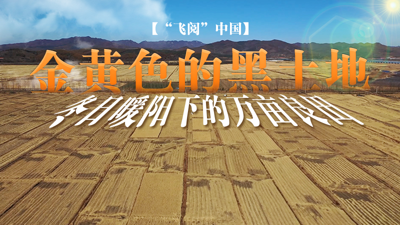【“飞阅”中国】金黄色的黑土地：冬日暖阳下的万亩良田