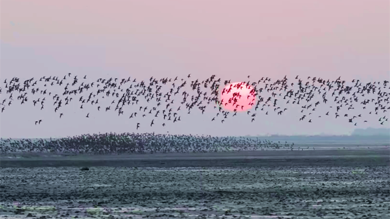 【“飞阅”中国】壮观！百万只候鸟飞临鸭绿江口湿地