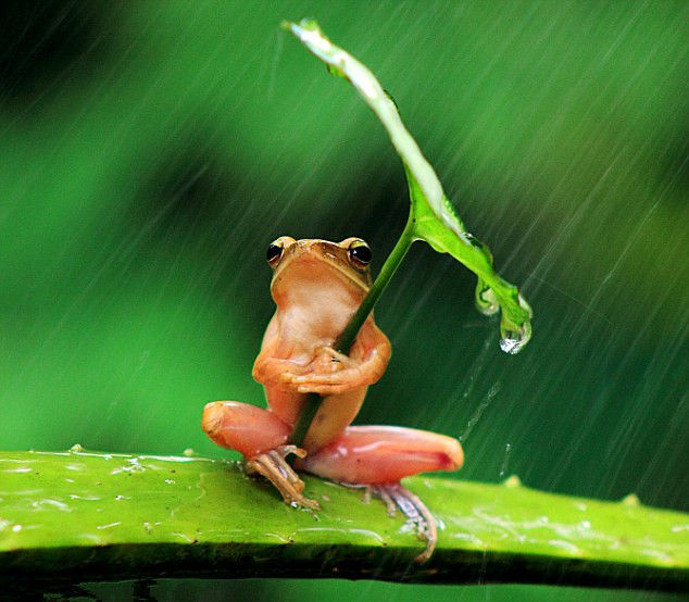 印尼小树蛙握树叶挡暴风雨